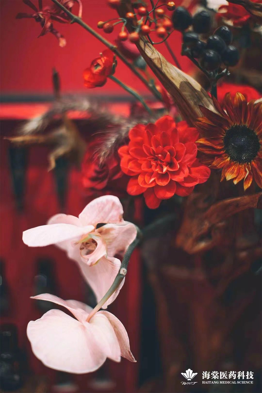 Red and white flowers close up.